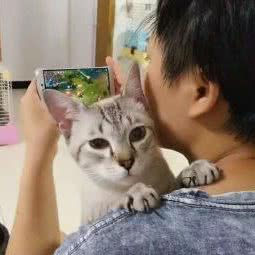 lago宠物家庭式寄养:成都市青羊区杜甫草堂附近