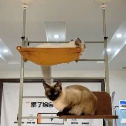 歪猫托猫所:成都市青羊区仁和春天附近