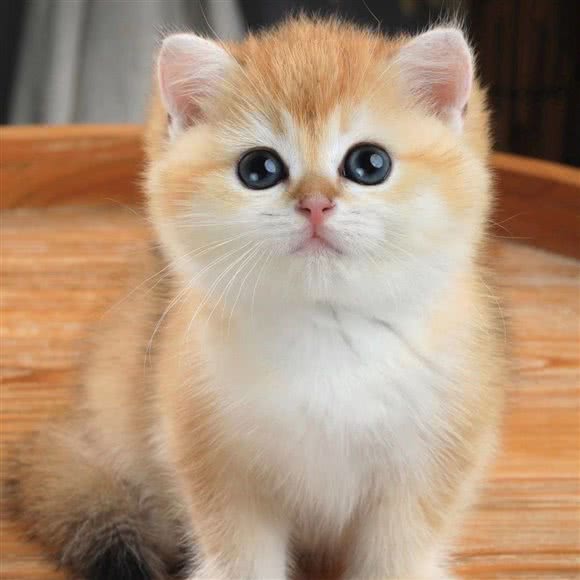 猫十亿·布偶金渐层猫舍(青年路店):北京城区朝阳区青年路附近