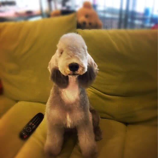 PUPPY LOVE派拉芙宠物生活馆:成都市金牛区西南交大附近