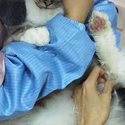 犬草田宠物:成都市金牛区茶店子附近