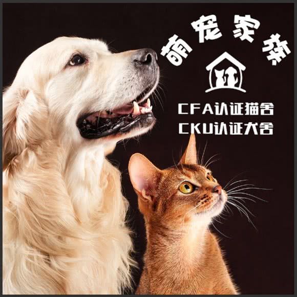 萌宠家族犬舍猫舍线下店:成都市金牛区国宾附近