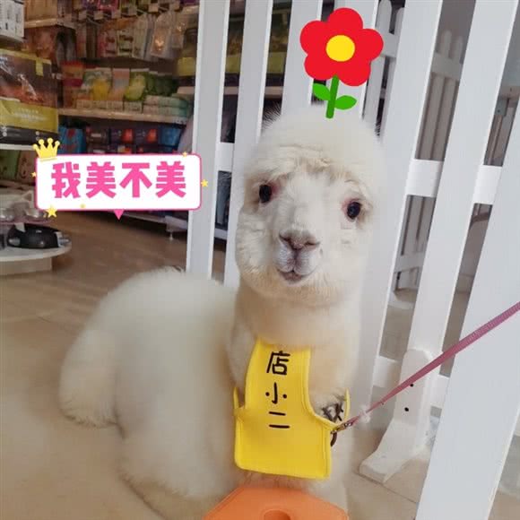 宠来了宠物美容羊驼猫咖犬舍猫舍:成都市武侯区高新区附近