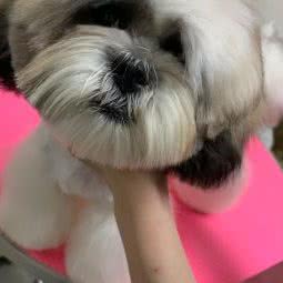 麦兜宠物:成都市武侯区高新区附近