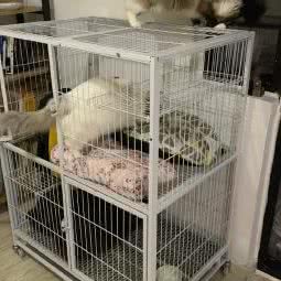 完美宠物乐园:成都市武侯区高新区附近