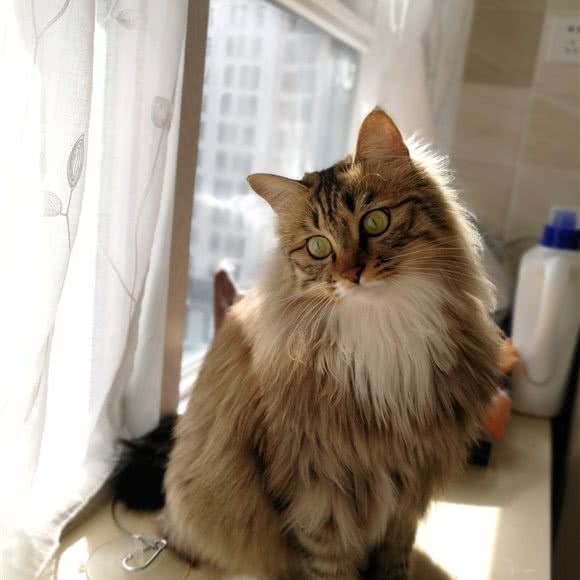 Mo&Mo猫咪家庭寄养:成都市武侯区高新区附近