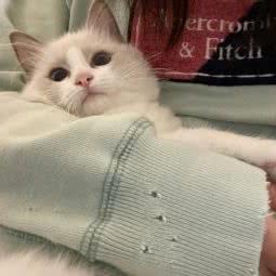 禧福猫舍Herffy Cattery:成都市武侯区高新区附近
