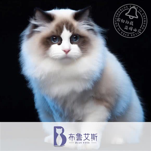 布鲁艾斯宠喵馆:成都市武侯区科华北路附近