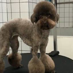 犬岛宠物:成都市武侯区玉林/芳草街附近