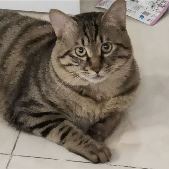 萌爪猫咖·全品种猫舍:成都市武侯区玉林/芳草街附近