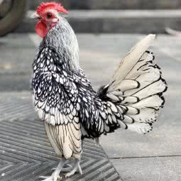 滚猫宠物集:成都市武侯区双楠附近