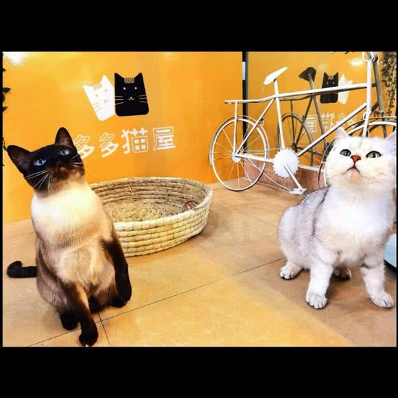 多多猫屋:成都市武侯区双楠附近
