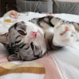 Catland猫咪家庭寄养:成都市武侯区双楠附近