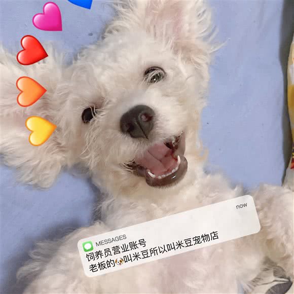 米豆宠物店:成都市武侯区高升桥附近