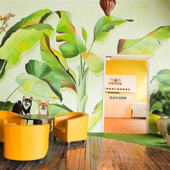 dog hotel宠物设计师酒店:成都市武侯区红牌楼附近