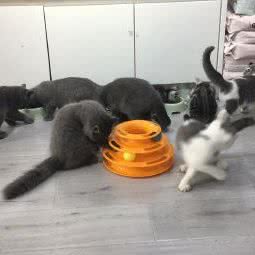 喵屋:成都市武侯区红牌楼附近