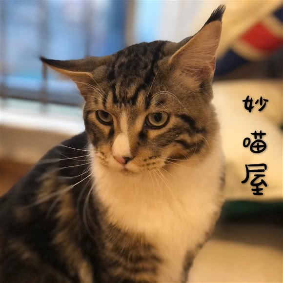 妙喵屋猫咖(万象城店):石家庄市桥西区中山西路附近