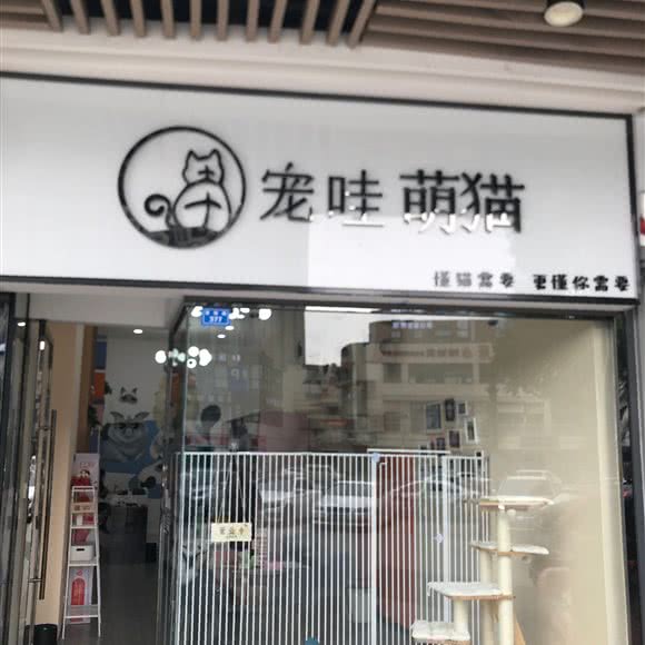 宠哇萌猫:成都市武侯区龙湖金楠天街附近