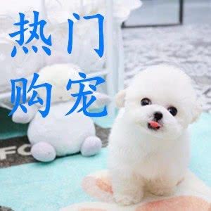 大型宠物售卖?三月精品犬舍猫舍?四川大型购宠总店:成都市武侯区龙湖金楠天街附近