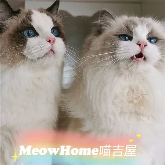 Meow Home喵吉屋猫舍:成都市武侯区中粮大悦城附近