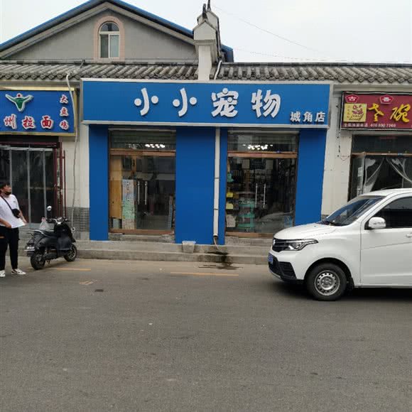 小小宠物狗:石家庄市桥西区中山西路附近