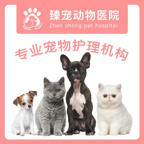臻宠宠物医院:成都市武侯区金花附近