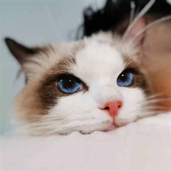 猫狗印记咖啡店·犬舍·猫舍:成都市武侯区新南门附近