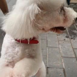 犬家福:成都市成华区建设路/电子科技大学附近
