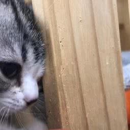 小团子 宠物生活馆:成都市成华区驷马桥/动物园附近