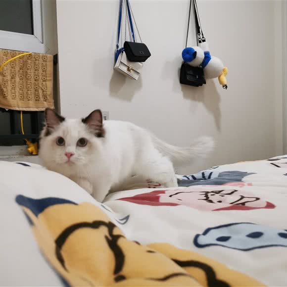 mangoes芒果猫舍:成都市成华区驷马桥/动物园附近
