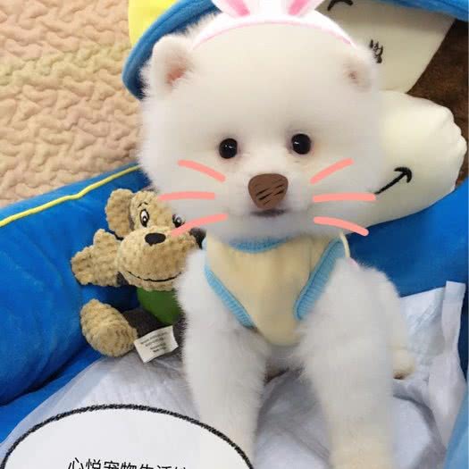 心悦宠物生活馆:成都市成华区八里庄附近