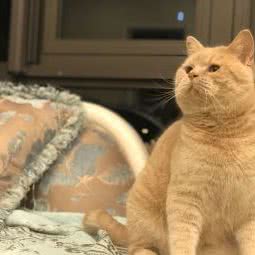 猫狗大站宠物店:成都市成华区八里庄附近