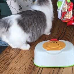 猫本猫舍:成都市成华区八里庄附近