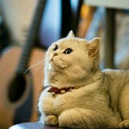 畅小破的猫咪幼稚园:成都市成华区成渝立交附近