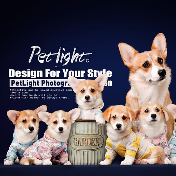 宠爱拾光宠物摄影PETLIGHT:成都市成华区万年场/万象城附近