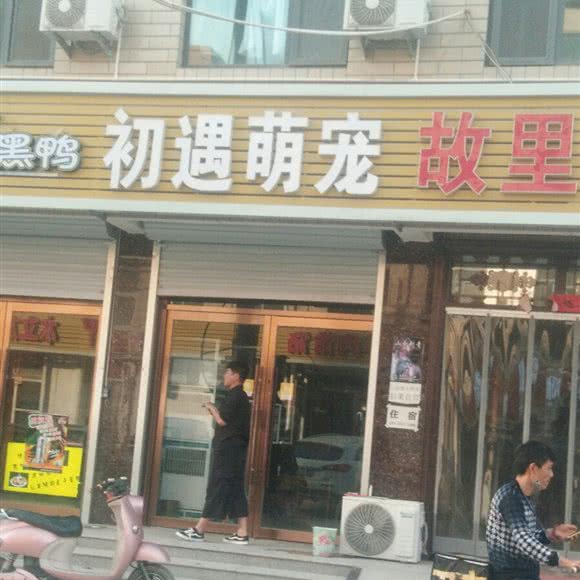 初遇萌宠:石家庄市桥西区红旗大街槐安路附近