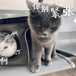 仁爱宠物医院:成都市成华区万年场/万象城附近