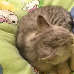 nini宠物生活馆:成都市成华区熊猫基地附近