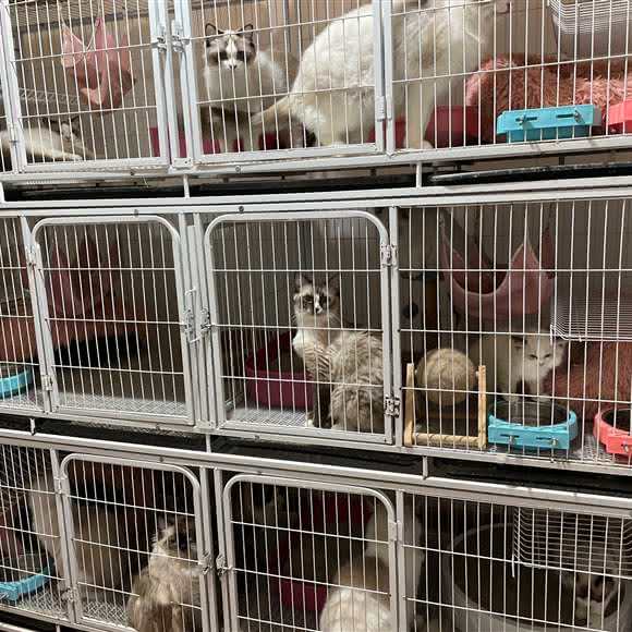 柠檬汁猫舍:成都市成华区龙湖三千集附近