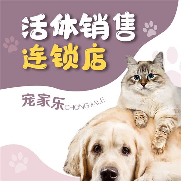 宠家乐宠物(宠物猫犬活体)(川师店):成都市龙泉驿区川师成龙校区附近