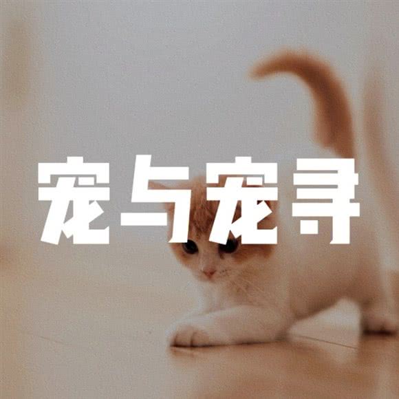 宠与宠寻:成都市龙泉驿区音乐广场附近