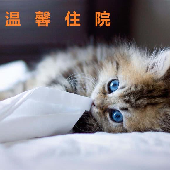 新都一乐动物医院:成都市新都区新都镇附近
