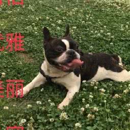 宠友动物医院:成都市邛崃市邛崃市附近