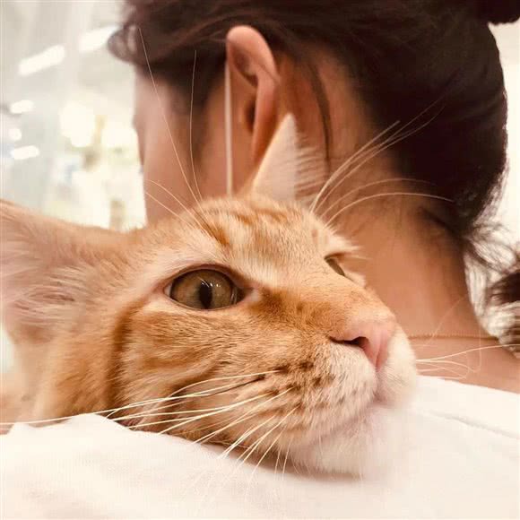 宠茶茶猫咖:石家庄市桥西区万象城附近