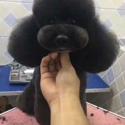宠美宠物生活馆:绵阳市游仙区六里村附近