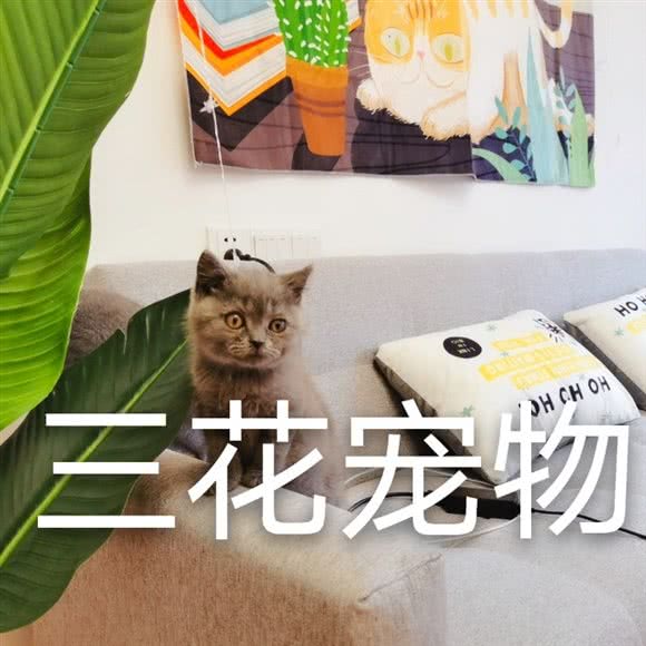 三花宠物·猫咪生活馆:内江市东兴区万达广场附近