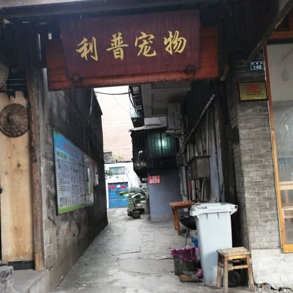 利普宠物狗:乐山市市中区财富广场/沃尔玛附近