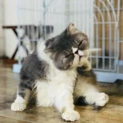 猫瞳喵屋:石家庄市裕华区世纪公园附近