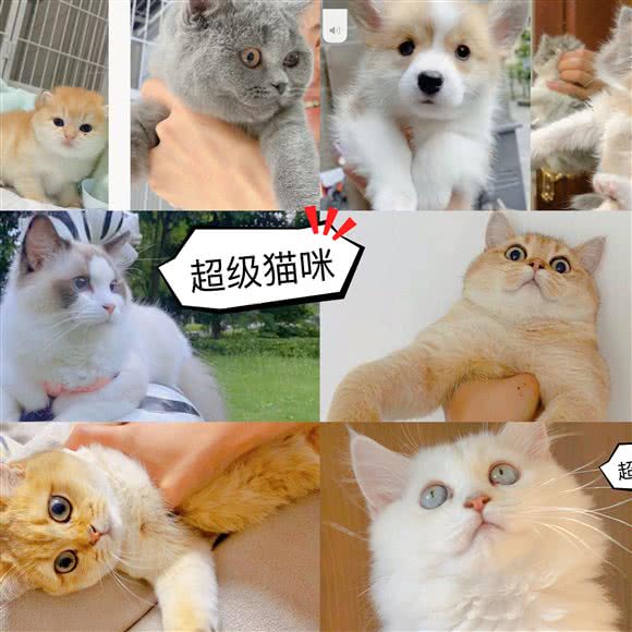 超级猫咪宠物店:南充市顺庆区顺庆府附近