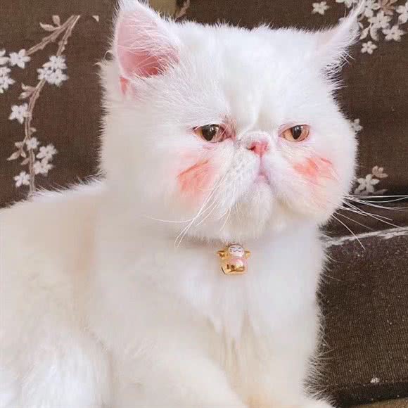 哆啦咪宠物主题馆·猫咖:南充市顺庆区顺庆府附近